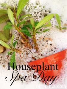  - Houseplant-Spa-Day-6ftmama.com--225x300
