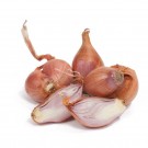 French Red Shallot