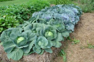 Straw Bale Gardens Cabbage