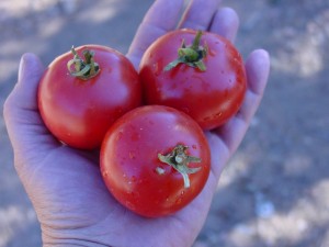 Sasha's Altai Tomato Seeds Trust 6ftmama.com