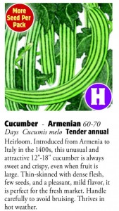 Armenian Cucumber 6ftmama.com