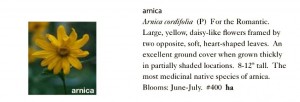 Arnica Seeds Trust 6ftmama.com