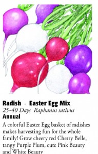 Easter Egg Mix Radish 6ftmama.com