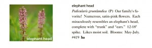 Elephant Head Seeds Trust 6ftmama.com