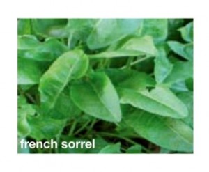 French Sorrel Seeds Trust 6ftmama.com