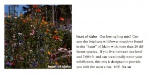 Heart of Idaho Wildflower Mix Seeds Trust 6ftmama.com