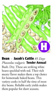 Jacob's Cattle Bean 6ftmama.com