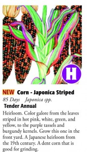 Japonica Striped Corn 6ftmama.com