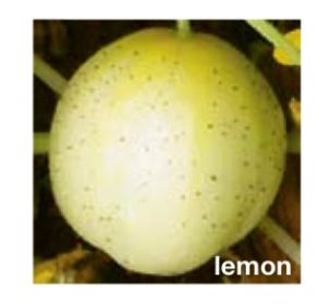 Lemon Cucumber Seeds Trust 6ftmama.com