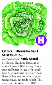 Merveille Des 4 Saisons Lettuce 6ftmama.com