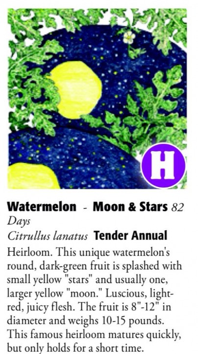 Moon & Stars Watermelon 6ftmama.com