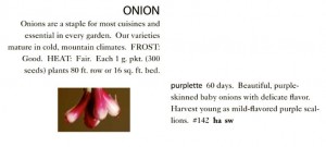Purplette Onion Seeds Trust 6ftmama.com