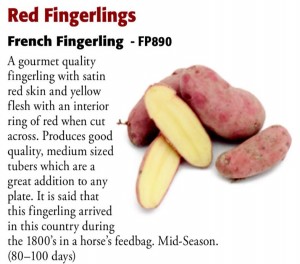 Red Fingerlings Potato 6ftmama.com