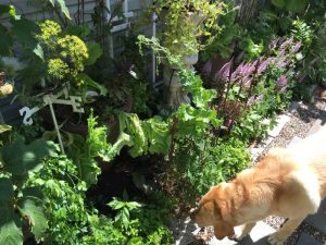 Bolting lettuce August 2016 6ftmama blog