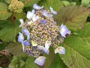 hydrangea-buds-6ftmama-blog