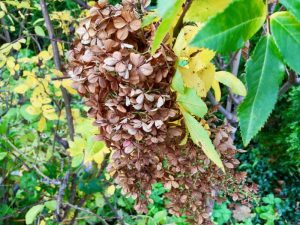 Fall brown hydrangea 6ftmama blog