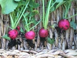 Pink Beauty Radish Harvest 6ftmama blog