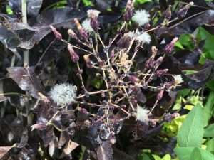 Red Deer Tongue lettuce from Renee's Garden gone to seed August 2016 6ftmama blog