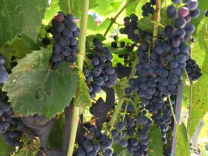 She saw the arbor grapes August 2016 6ftmama blog