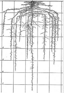 Robert Kourik Understanding Roots John Weaver Root Mapping Carrot Root 7 Feet Deep 6ftmama blog Still Growing Podcast