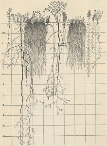 Root Map Understanding Roots Robert Kourik 6ftmama blog Still Growing Gardening Podcast
